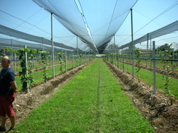 ew plantations in Italy -Verona  1- 8 - 2011