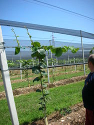 ew plantations in Italy -Verona 1 - 8 - 2011 